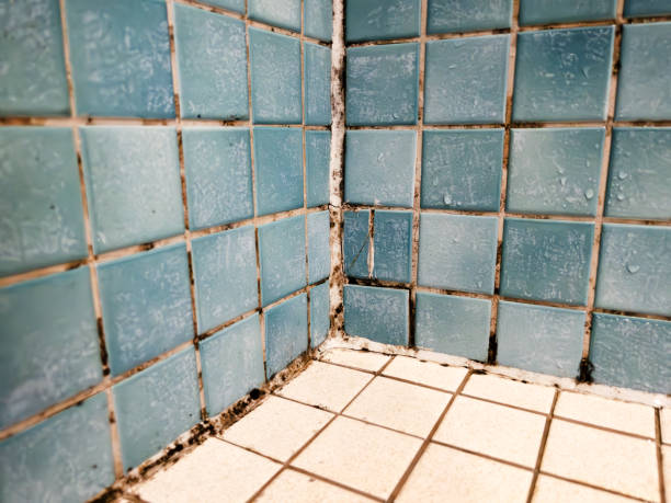 Best Black Mold Removal  in Fairview Shores, FL