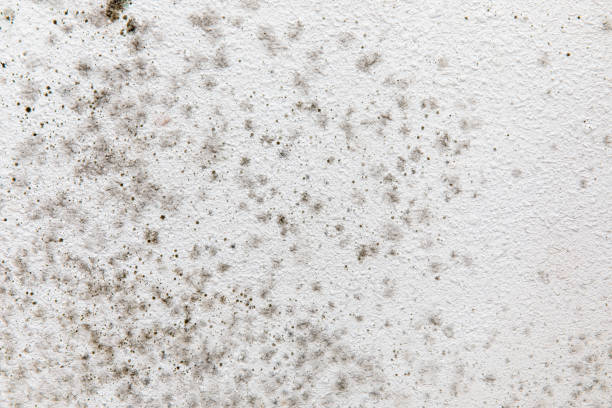 Best Comprehensive Air Testing for Mold Contaminants  in Fairview Shores, FL