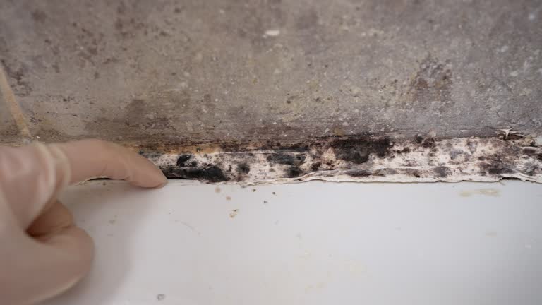 Best Mold-Related Health Consultation  in Fairview Shores, FL